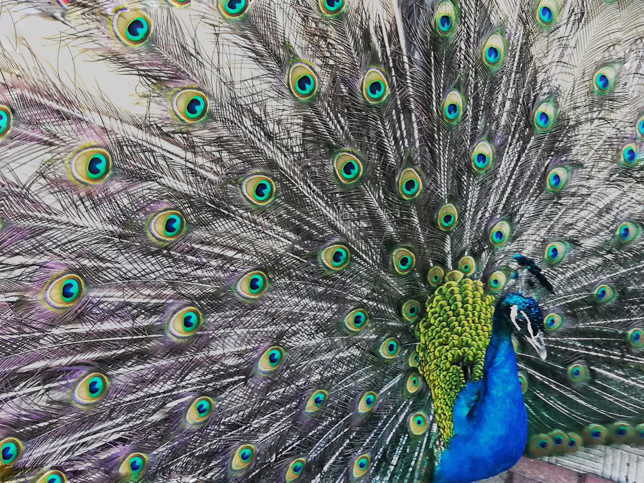HUAWEI honor 6x sample photo