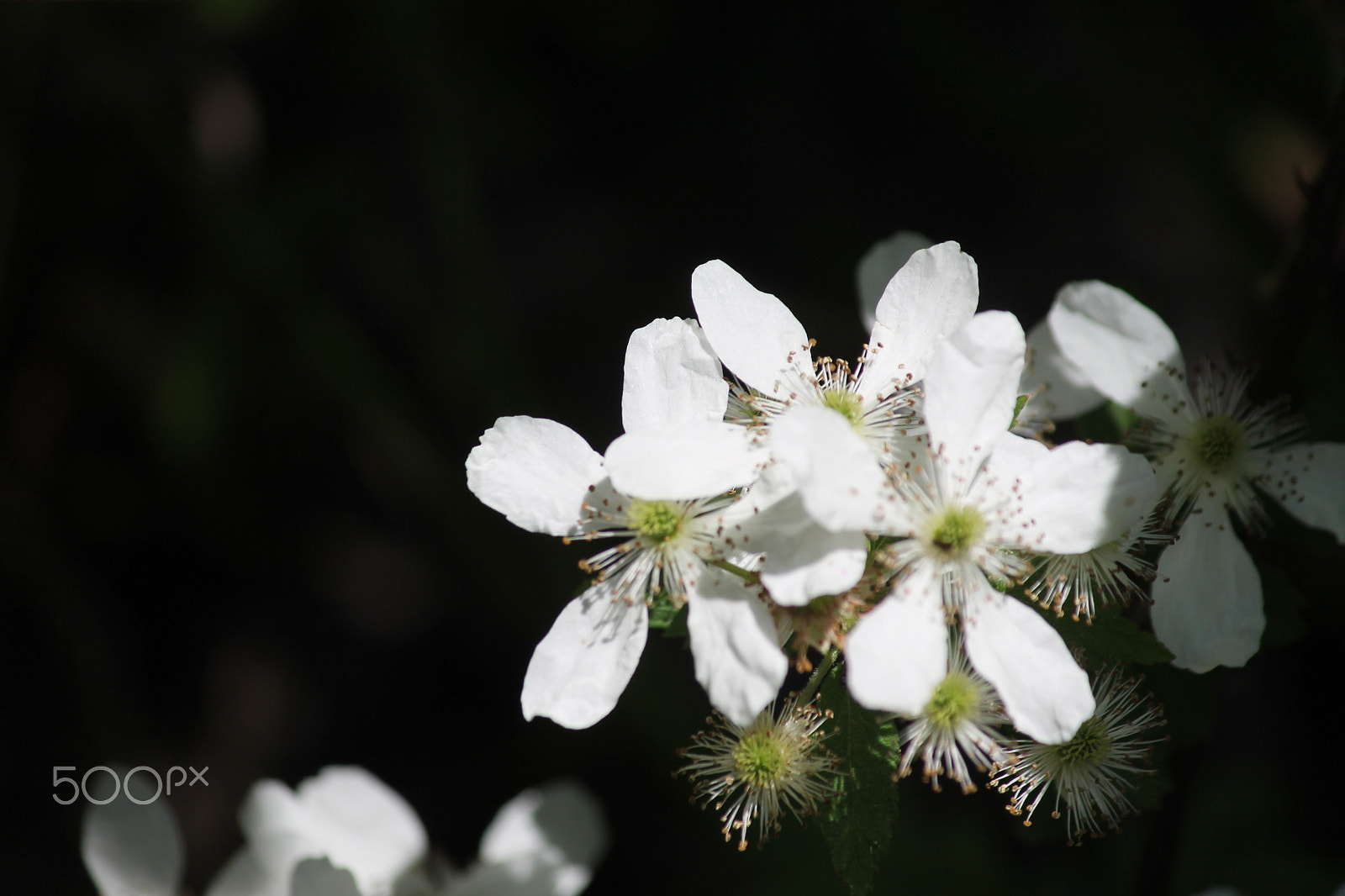 Canon EOS 1100D (EOS Rebel T3 / EOS Kiss X50) sample photo. Berry blossom photography