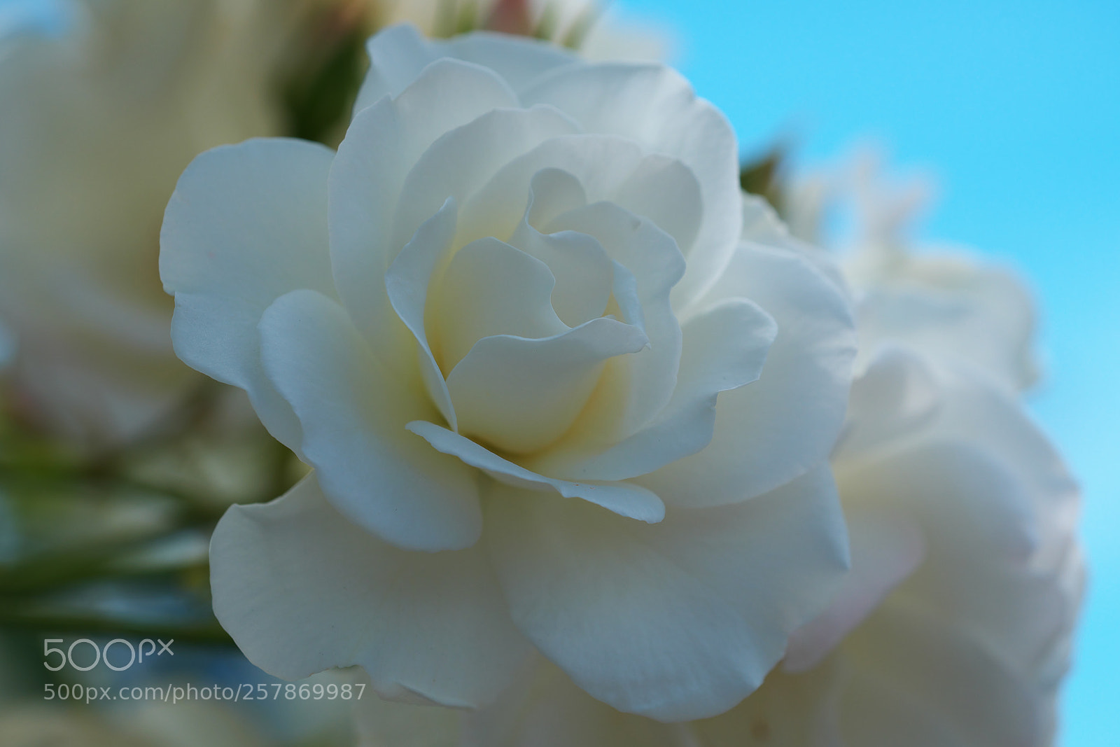 Fujifilm X-T2 sample photo. Feeling blue photography