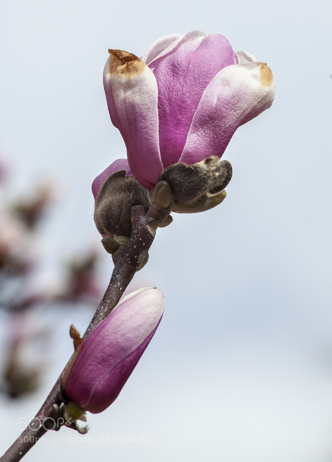 Canon EOS 5D Mark II sample photo. Magnolia photography
