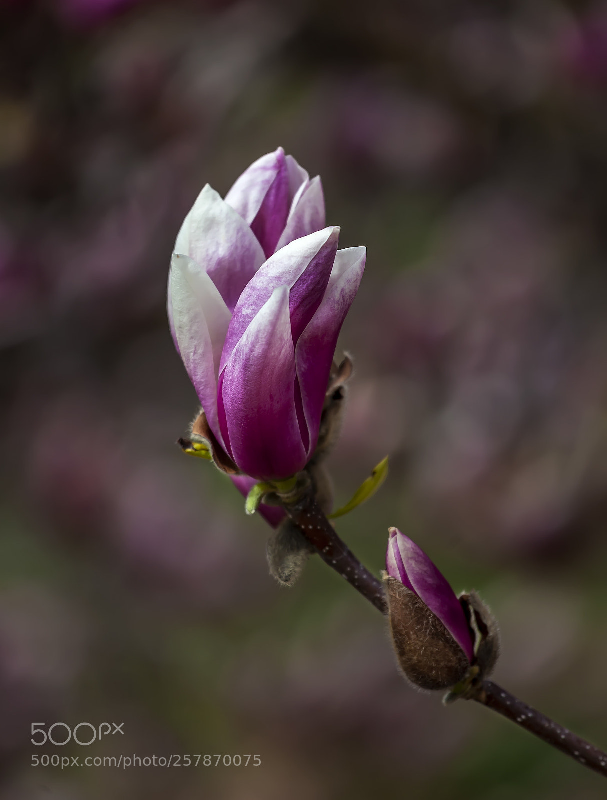 Canon EOS 5D Mark II sample photo. Magnolia photography
