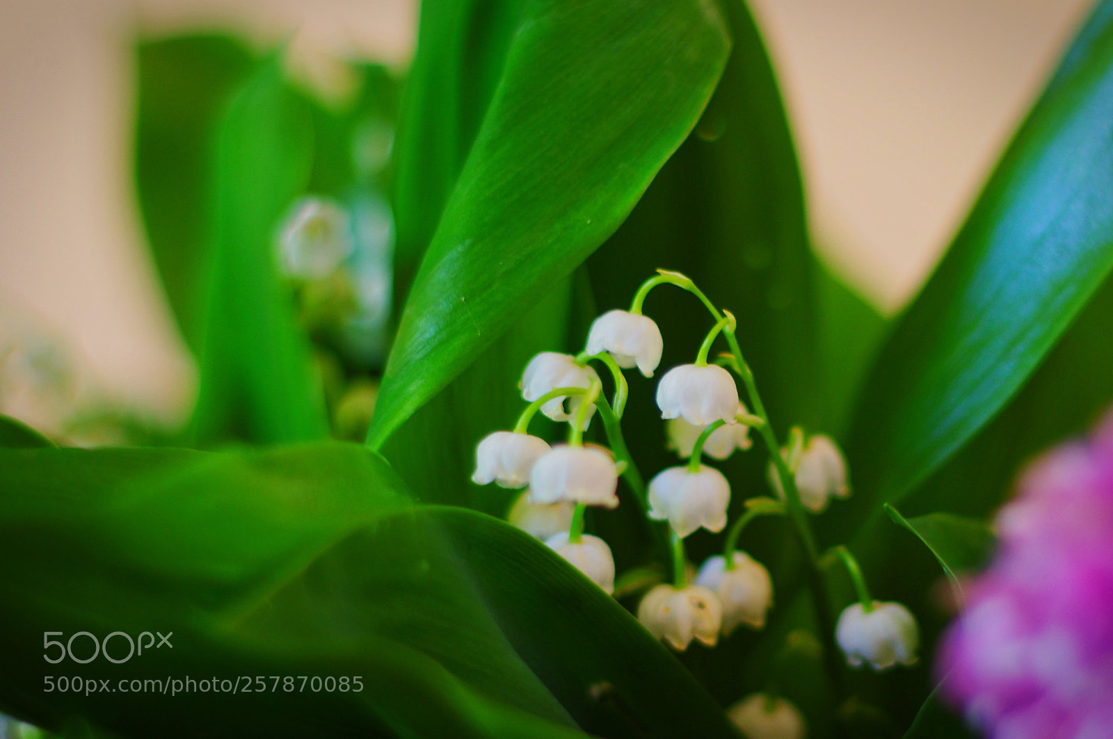 Pentax K-r sample photo. Thrush photography