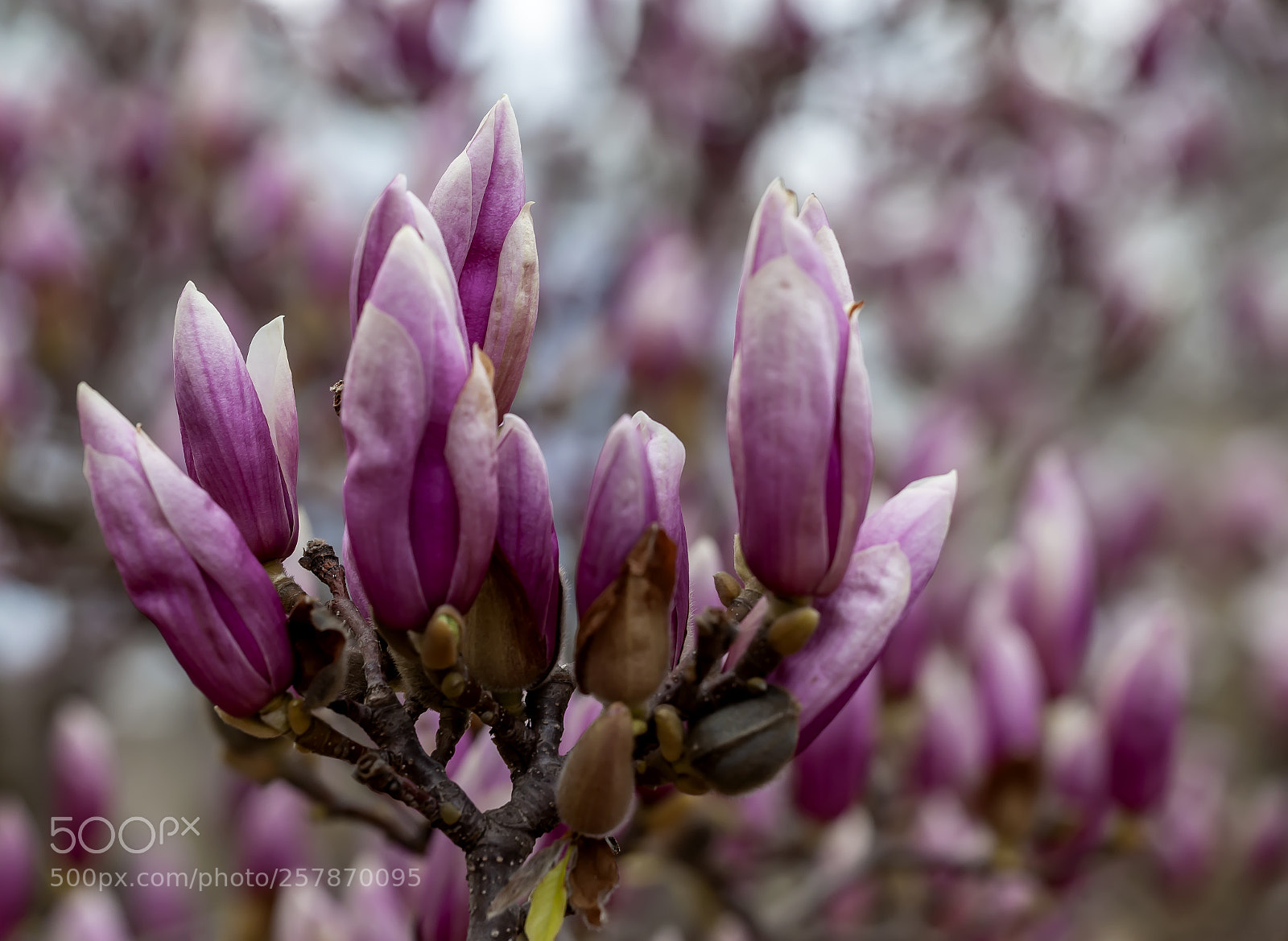 Canon EOS 5D Mark II sample photo. Magnolia photography