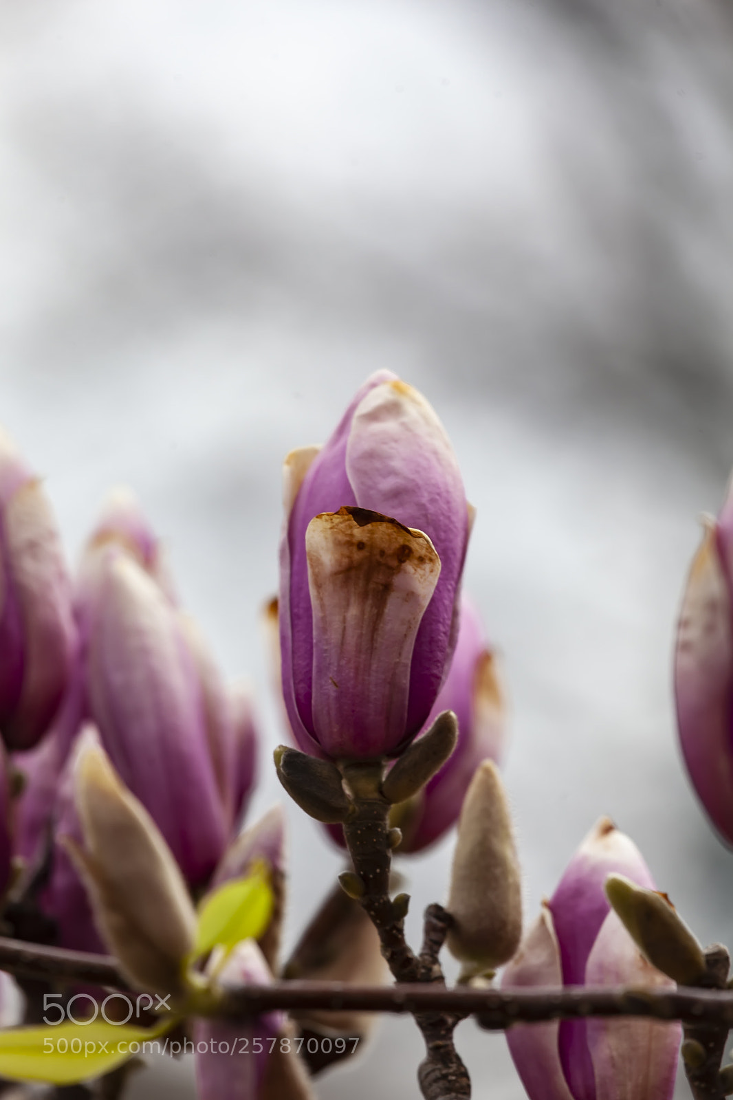Canon EOS 5D Mark II sample photo. Magnolia photography