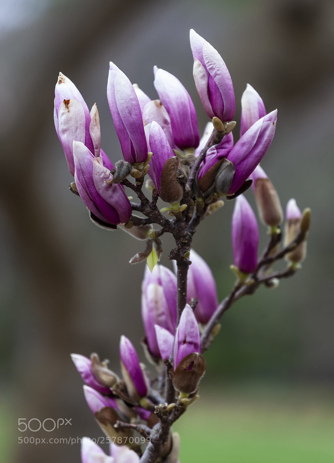 Canon EOS 5D Mark II sample photo. Magnolia photography