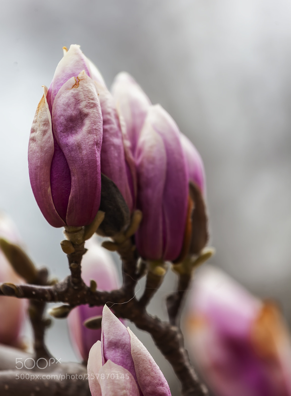 Canon EOS 5D Mark II sample photo. Magnolia photography