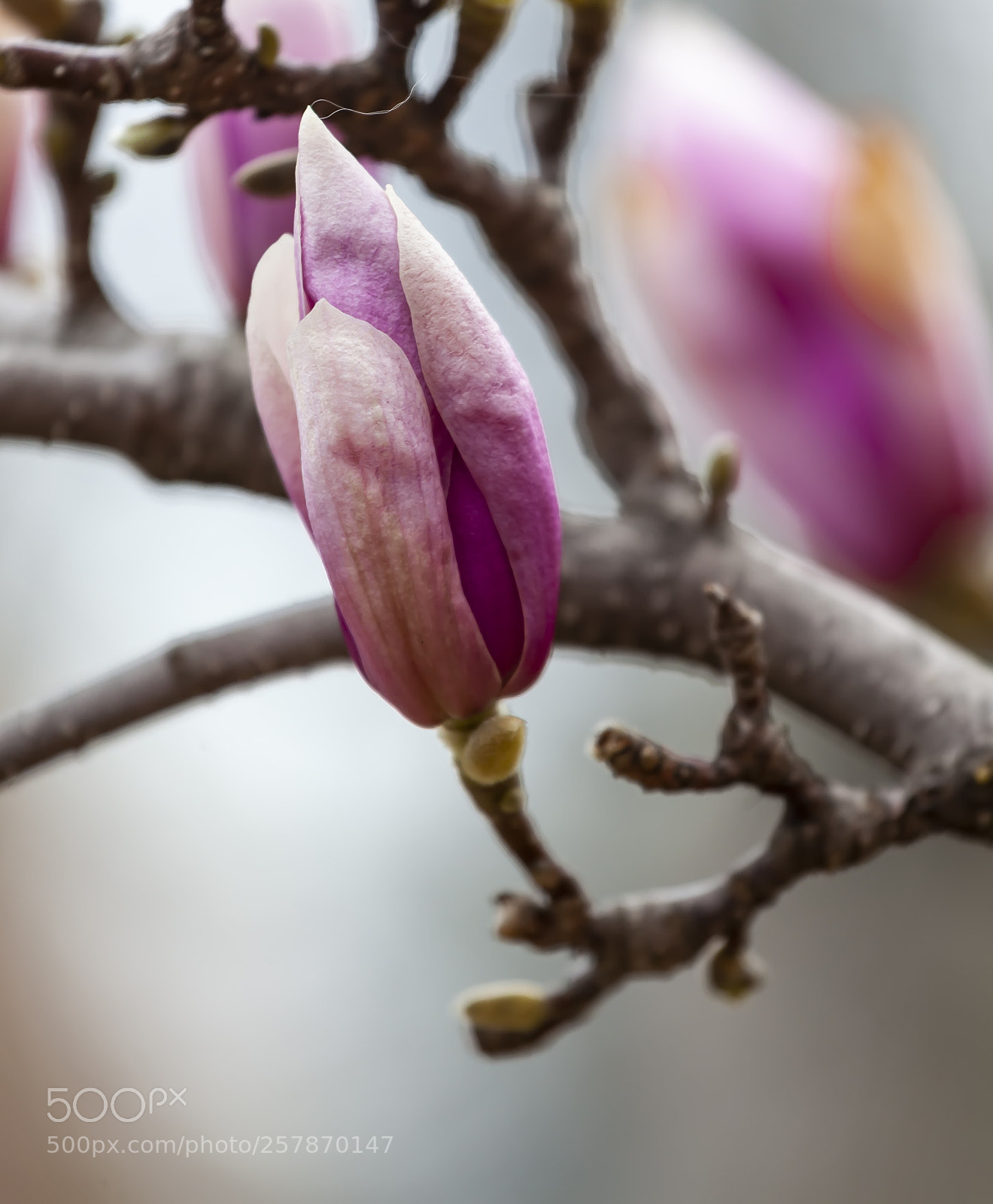 Canon EOS 5D Mark II sample photo. Magnolia photography