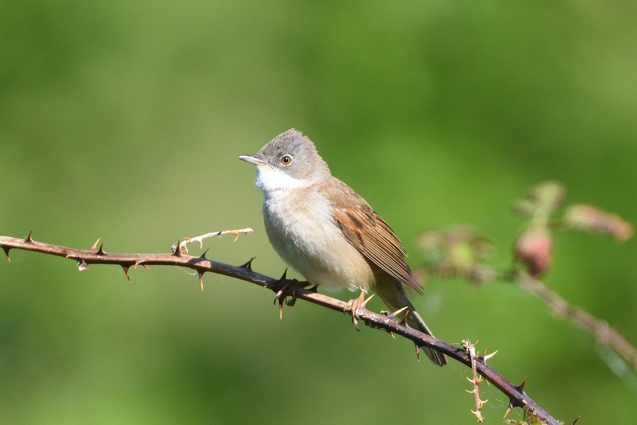 Nikon D5500 + Sigma 150-600mm F5-6.3 DG OS HSM | C sample photo. Whitethroat photography