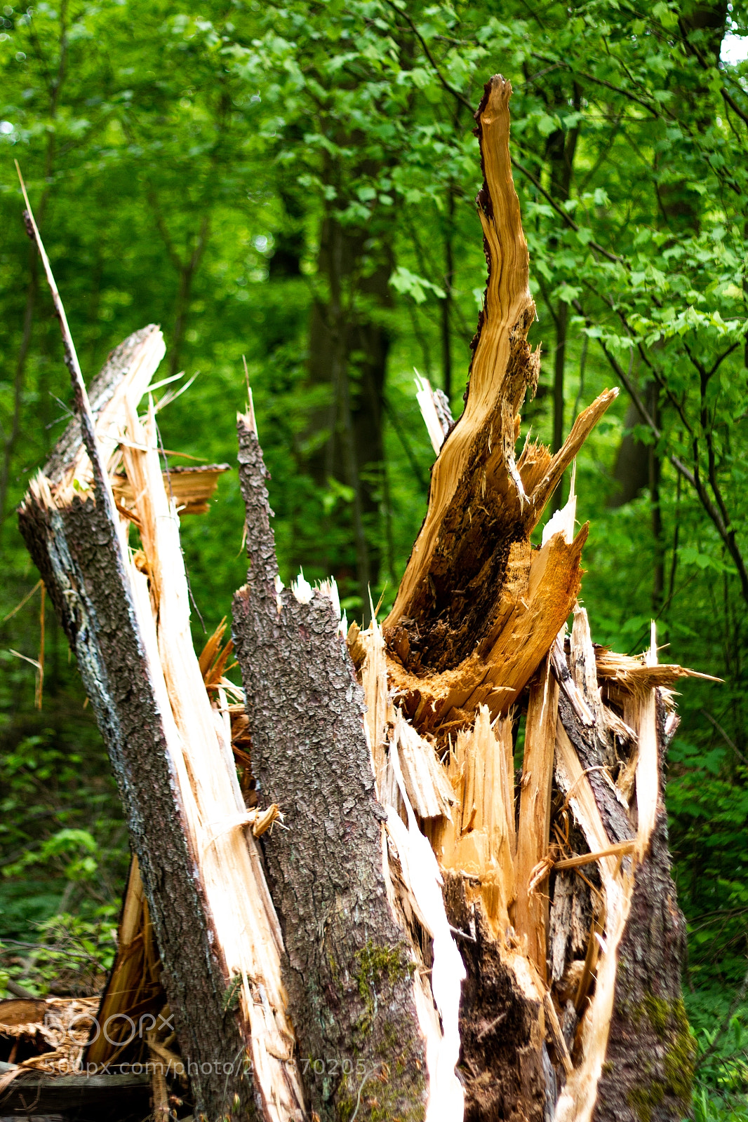 Canon EOS 70D sample photo. Nature destroys the roots photography