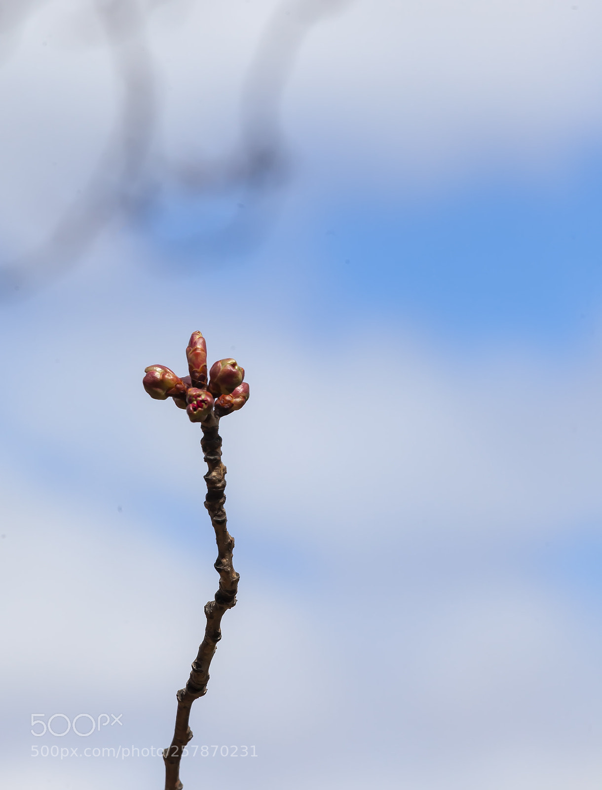 Canon EOS 5D Mark II sample photo. Cherry buds photography