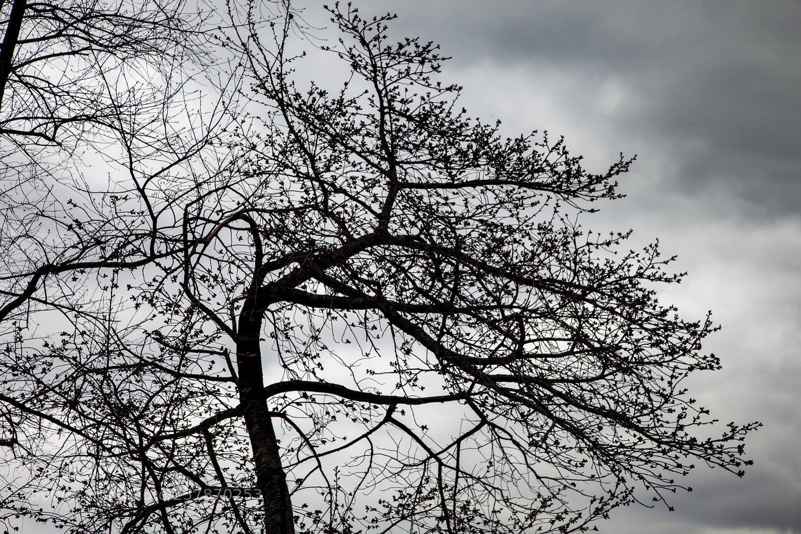 Canon EOS 5D Mark II sample photo. Spring trees and clouds photography
