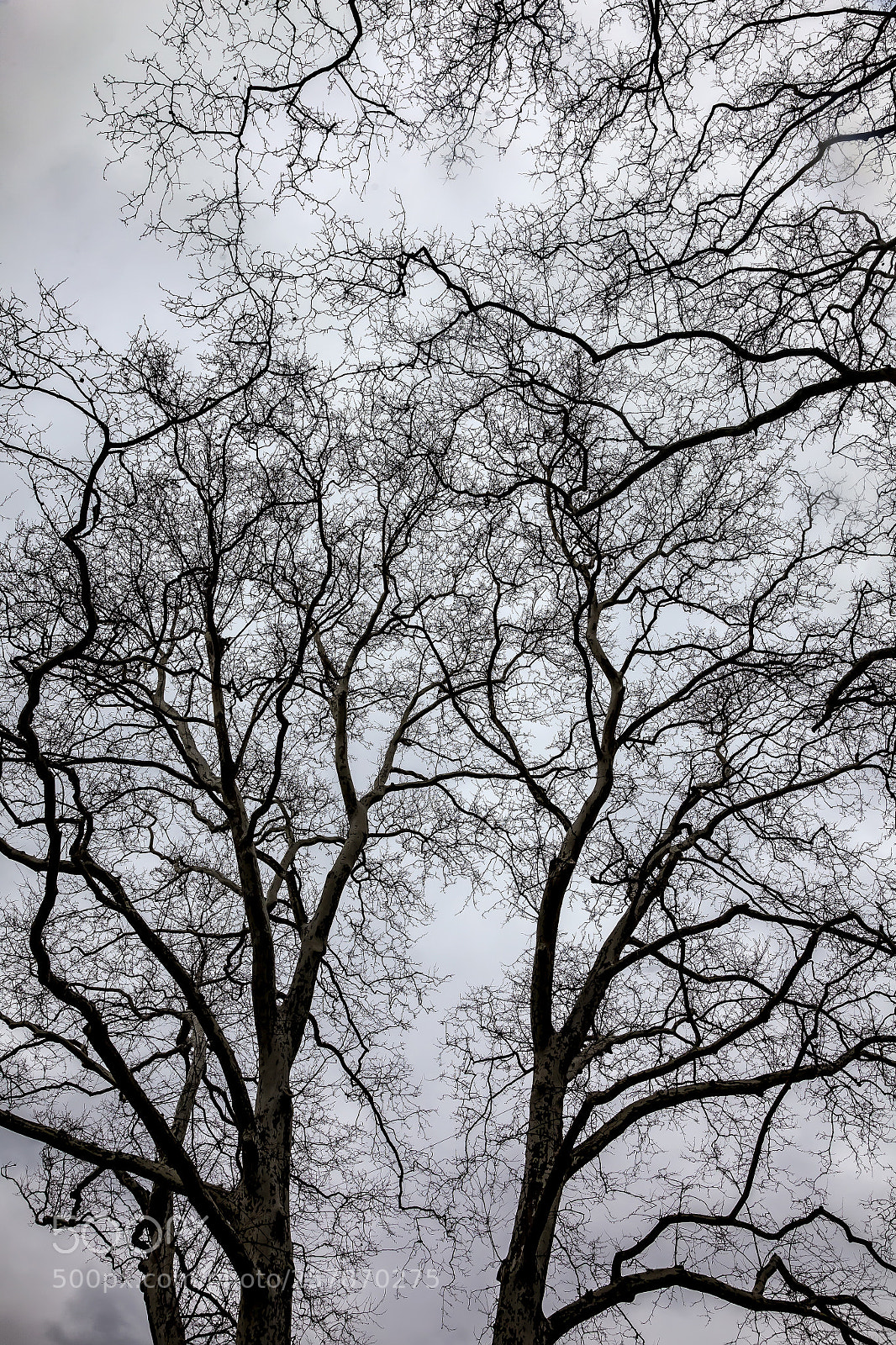 Canon EOS 5D Mark II sample photo. Spring trees and clouds photography