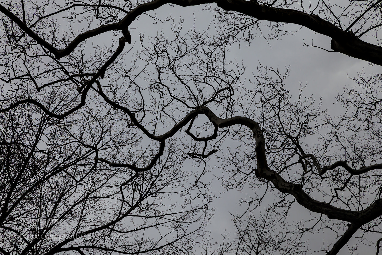 Canon EOS 5D Mark II sample photo. Trees and clouds photography
