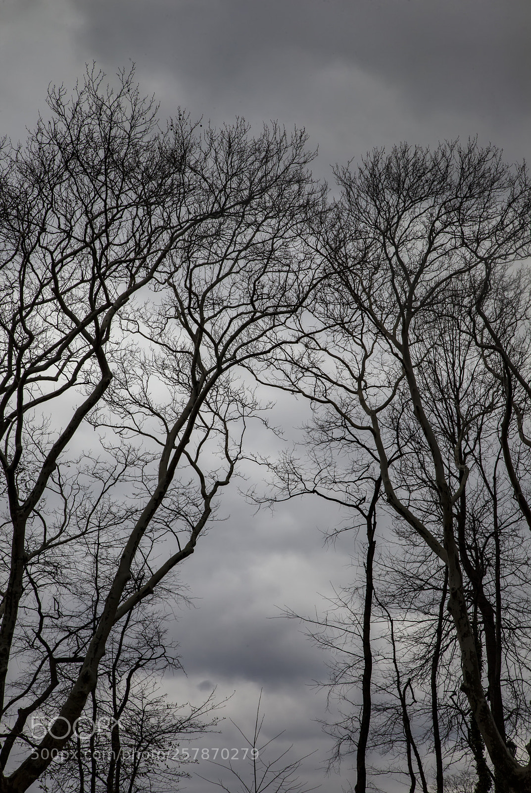 Canon EOS 5D Mark II sample photo. Clouds trees and sky photography