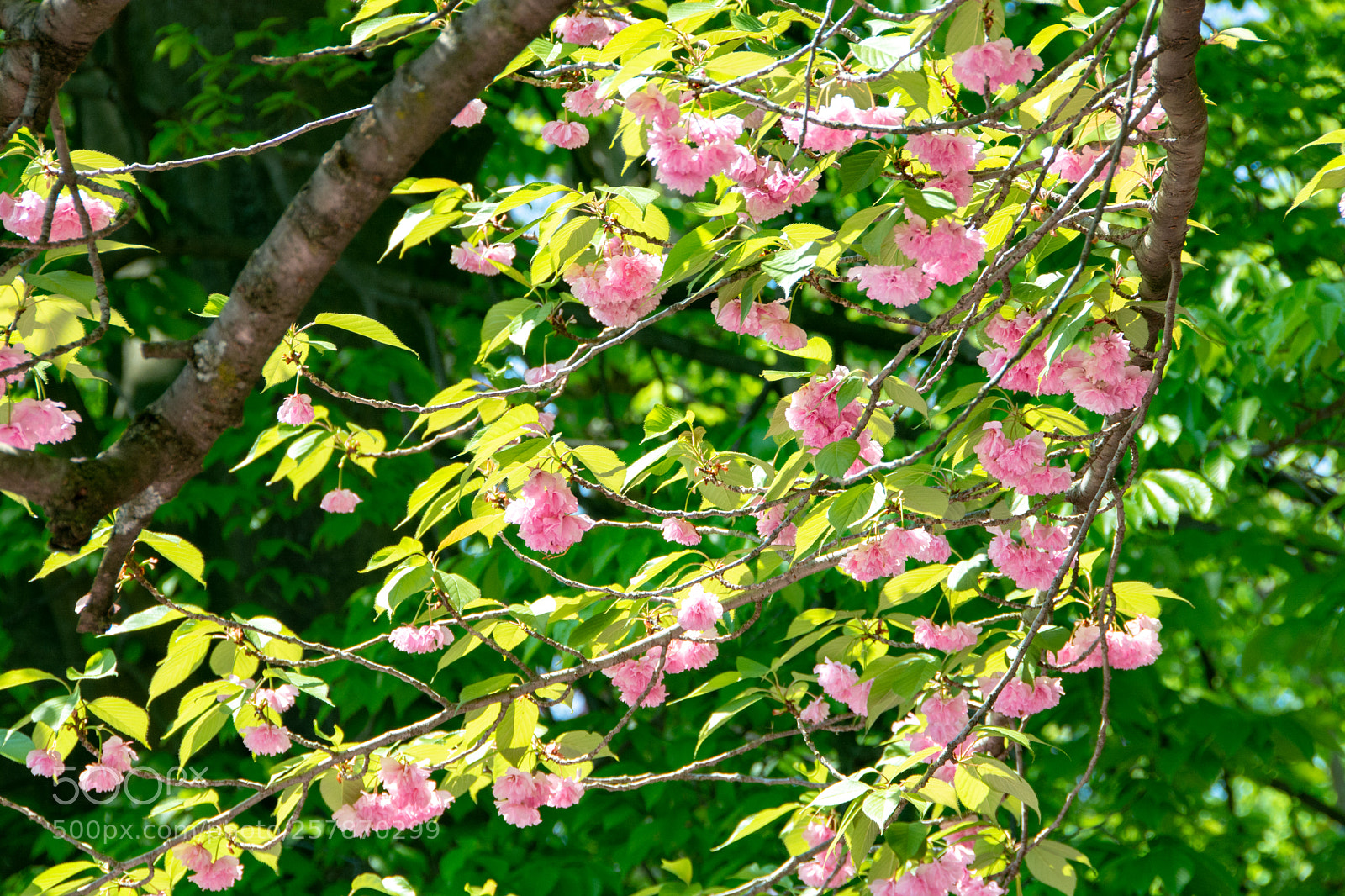Nikon D7100 sample photo. Sweeping cherry blossoms photography