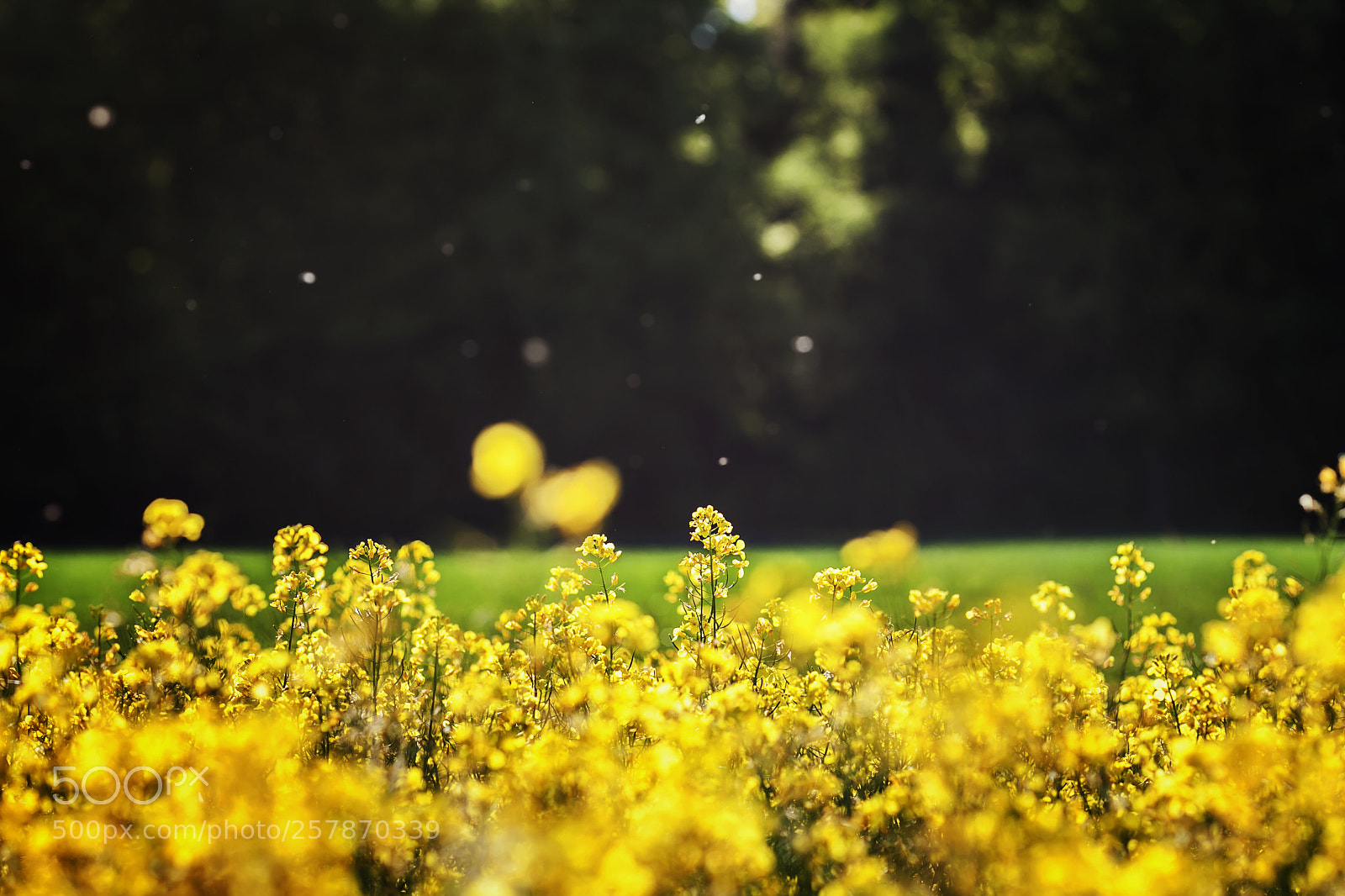 Canon EOS 5D Mark II sample photo. Raps season photography