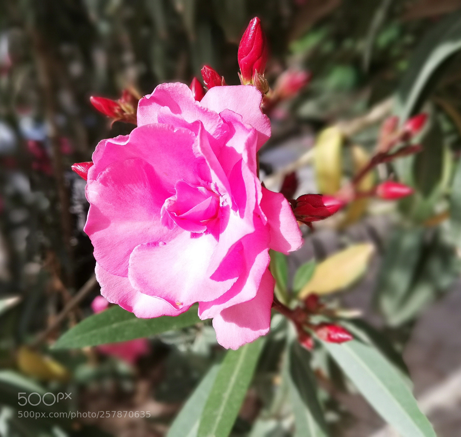 HUAWEI P20 lite sample photo. Untitled photography