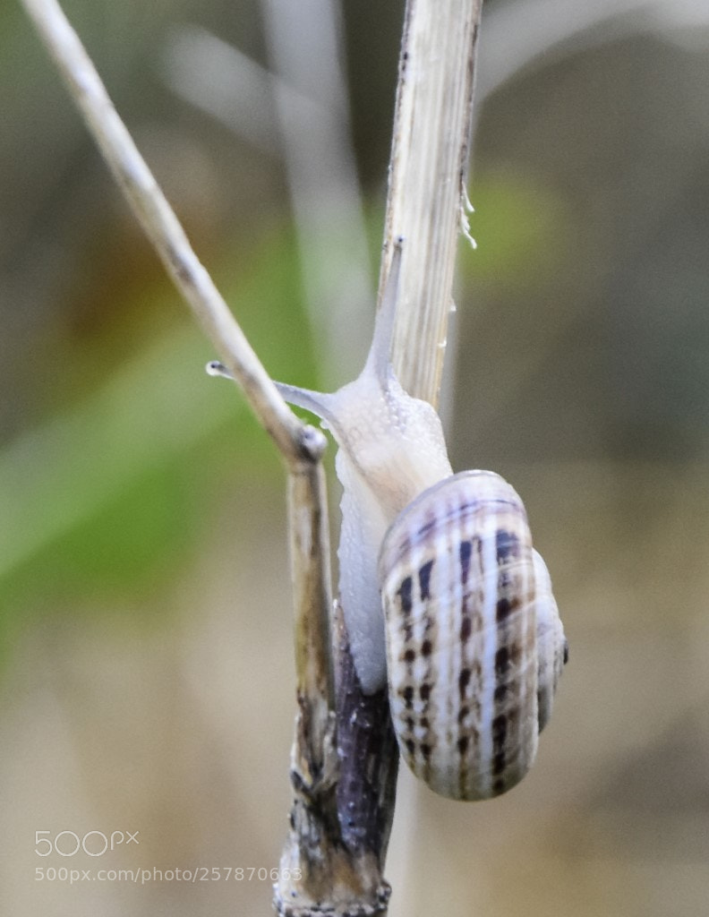 Nikon D7200 sample photo. Caracol en una rama photography