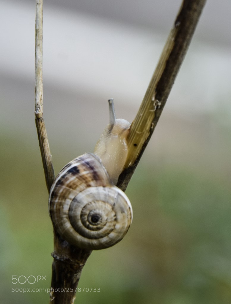 Nikon D7200 sample photo. Durmiendo?? photography