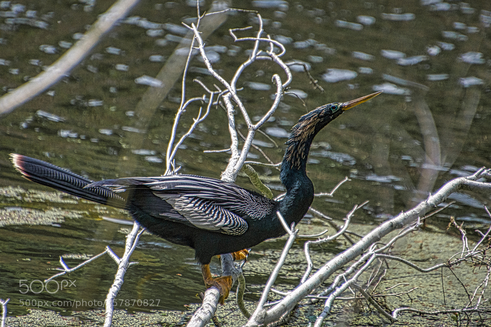 Nikon D7200 sample photo. Anhinga - pinckney island photography