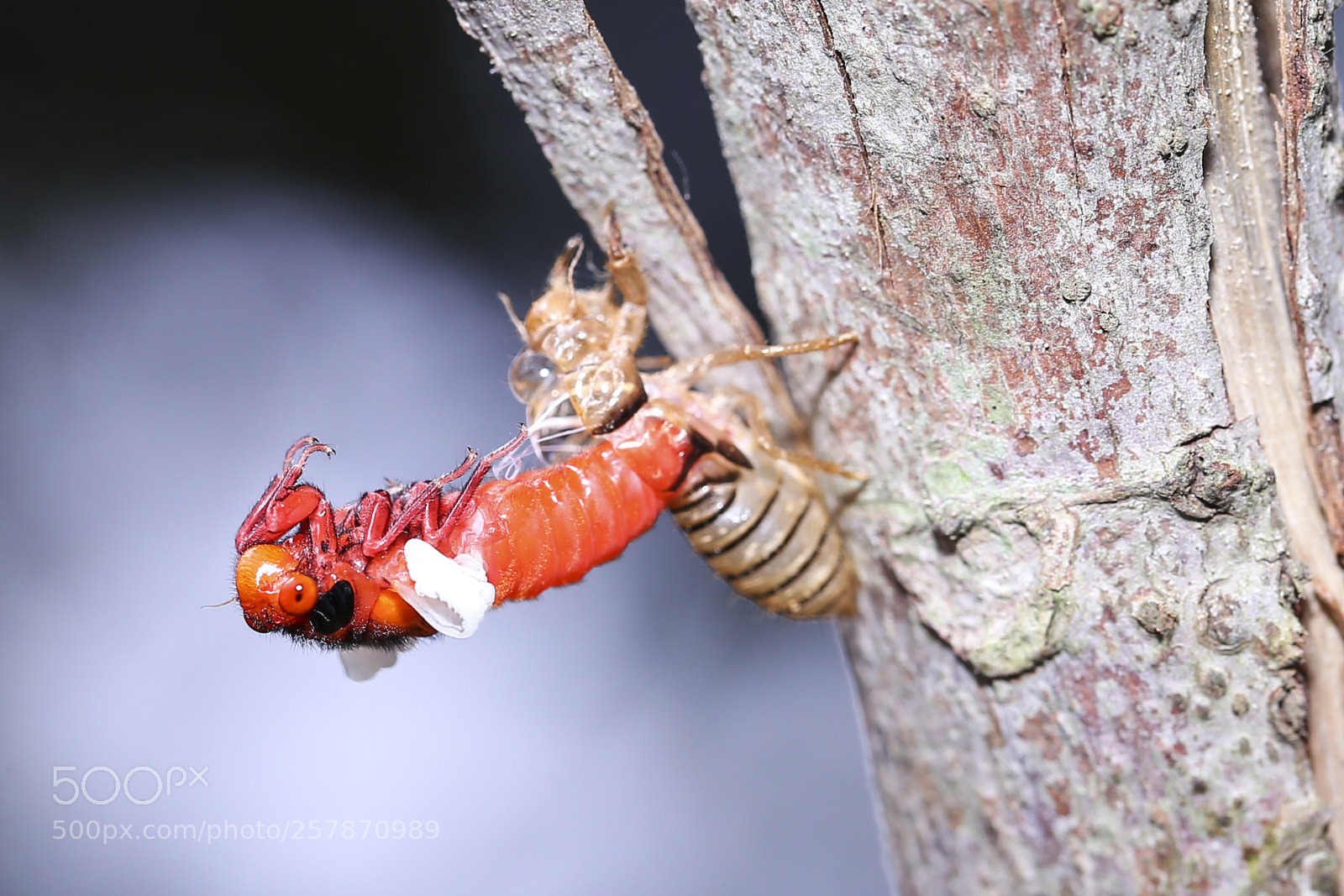 Canon EOS 6D sample photo. 黑翅蟬脫殼 photography