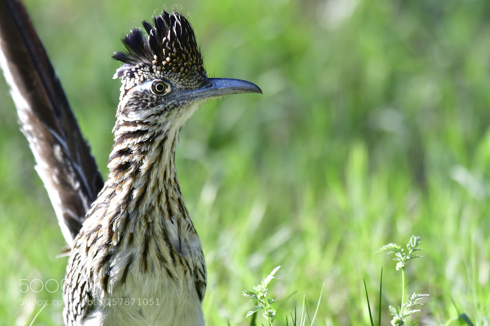 Nikon D500 sample photo. Short distances photography
