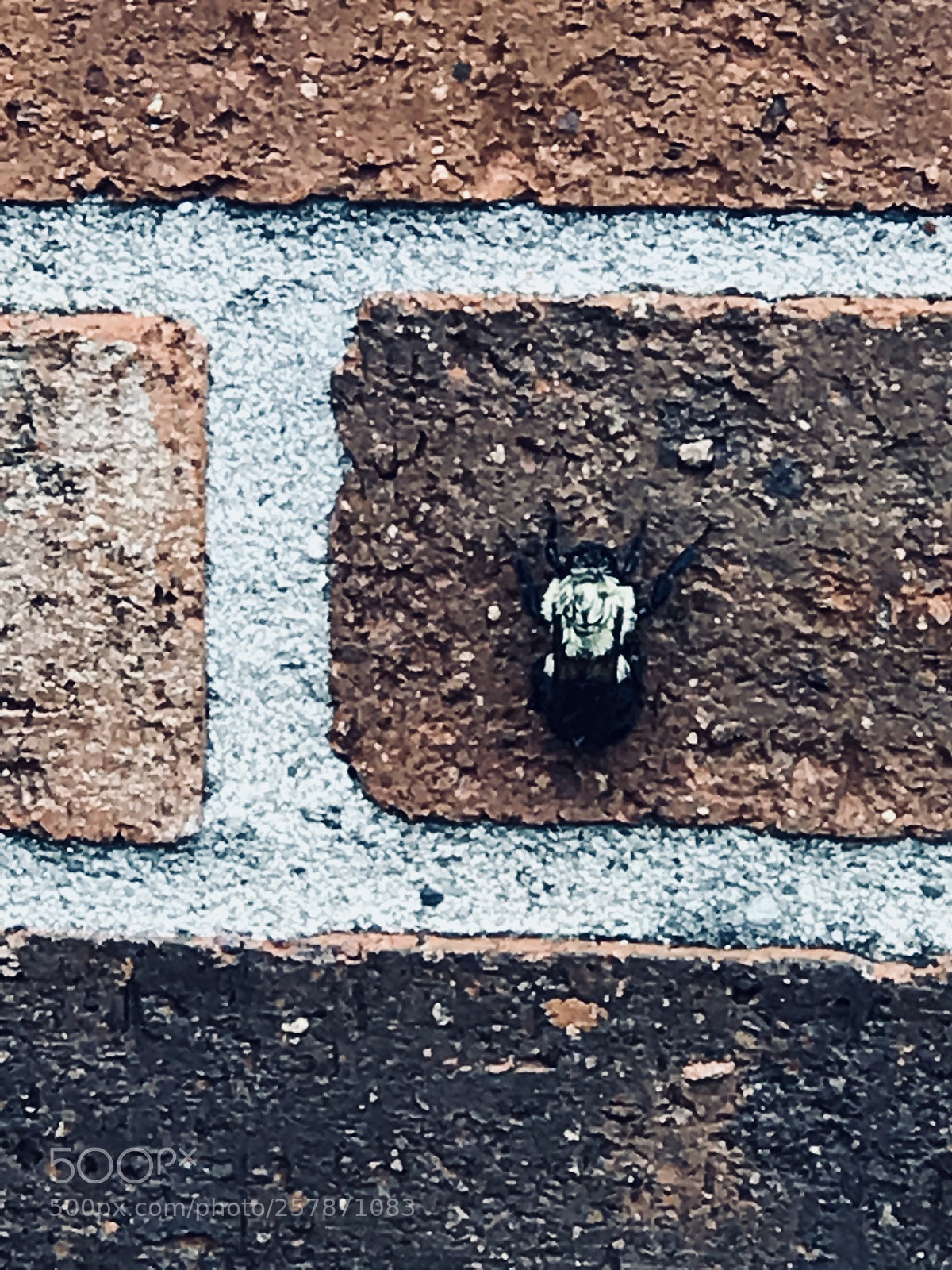 Apple iPhone 7 Plus sample photo. Ddfb affdaad bfcddae photography