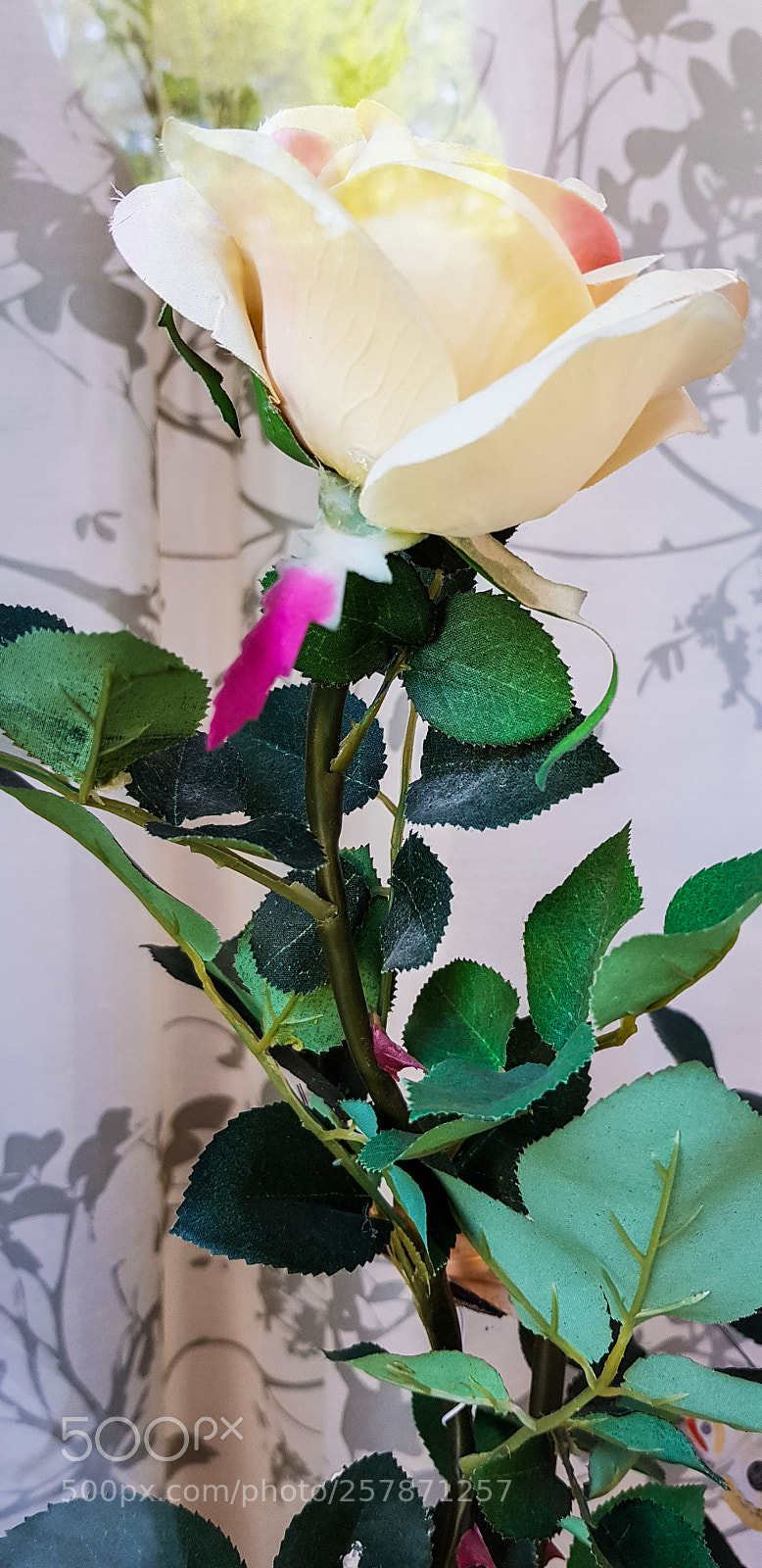 Samsung Galaxy S8 sample photo. A white tulip by photography