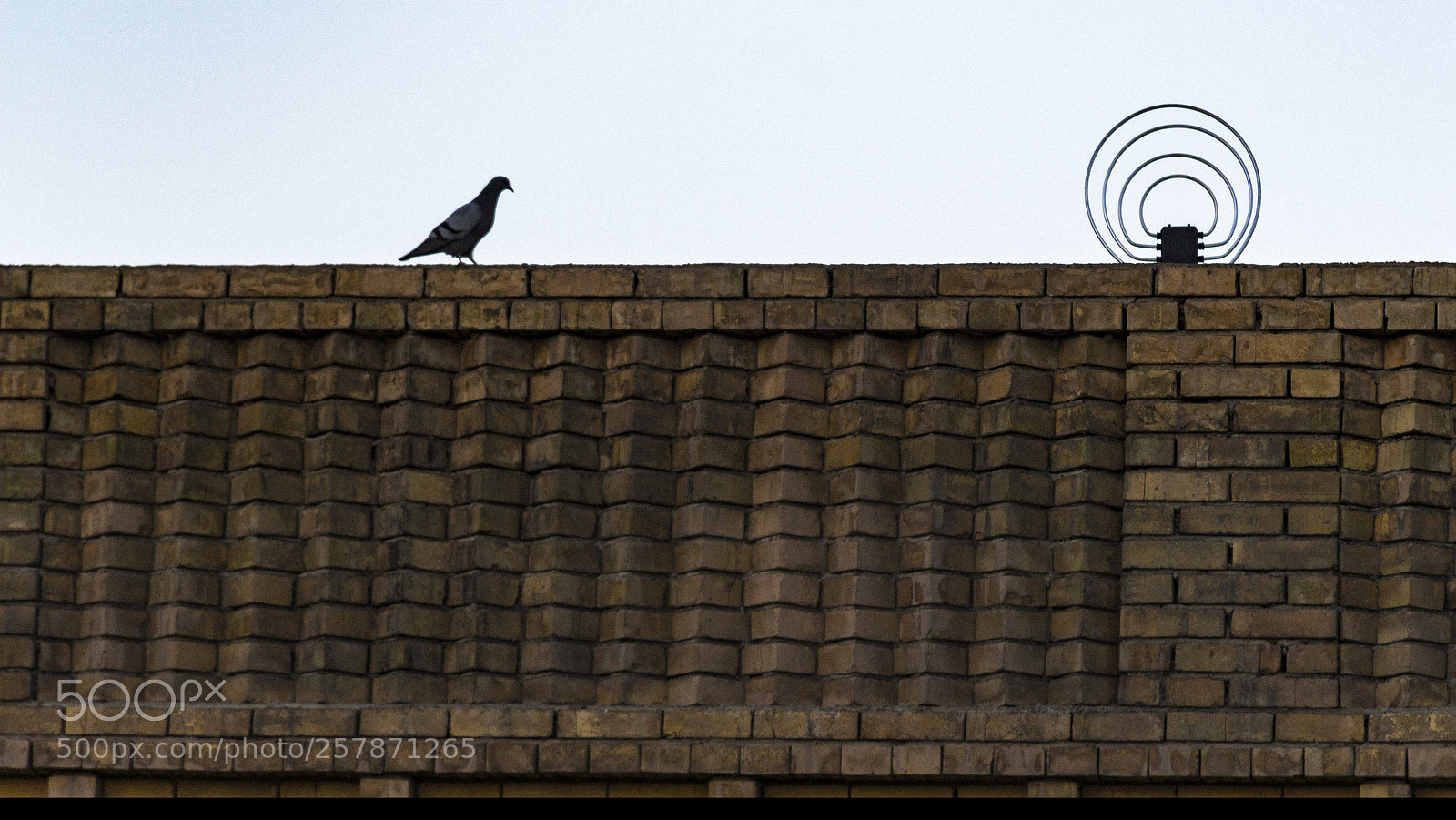Nikon D5600 sample photo. Pigeon photography