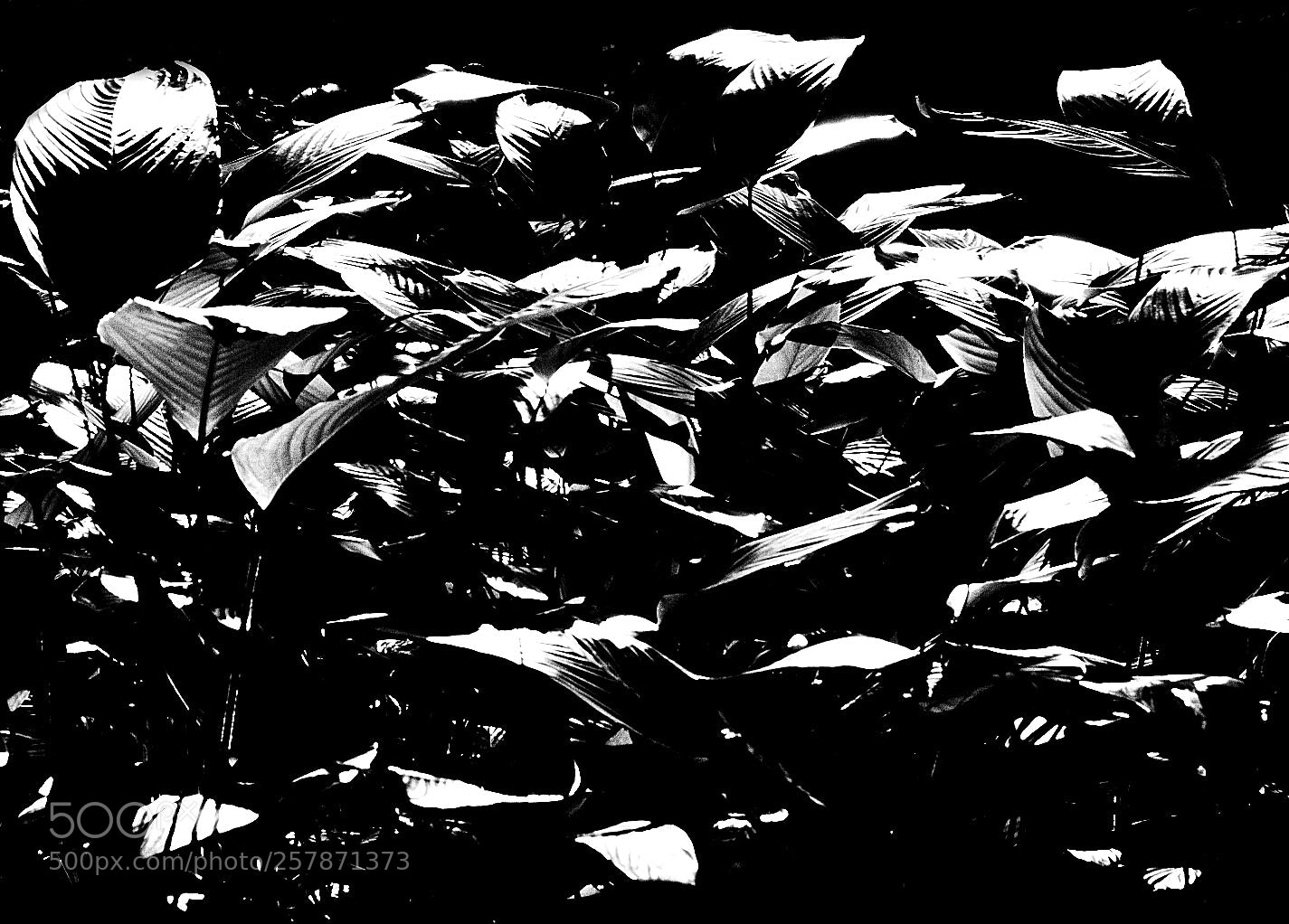 Canon EOS 40D sample photo. Leafs photography