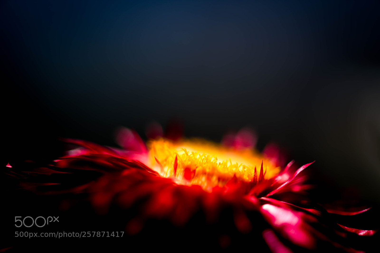 Nikon D850 sample photo. Macro... photography