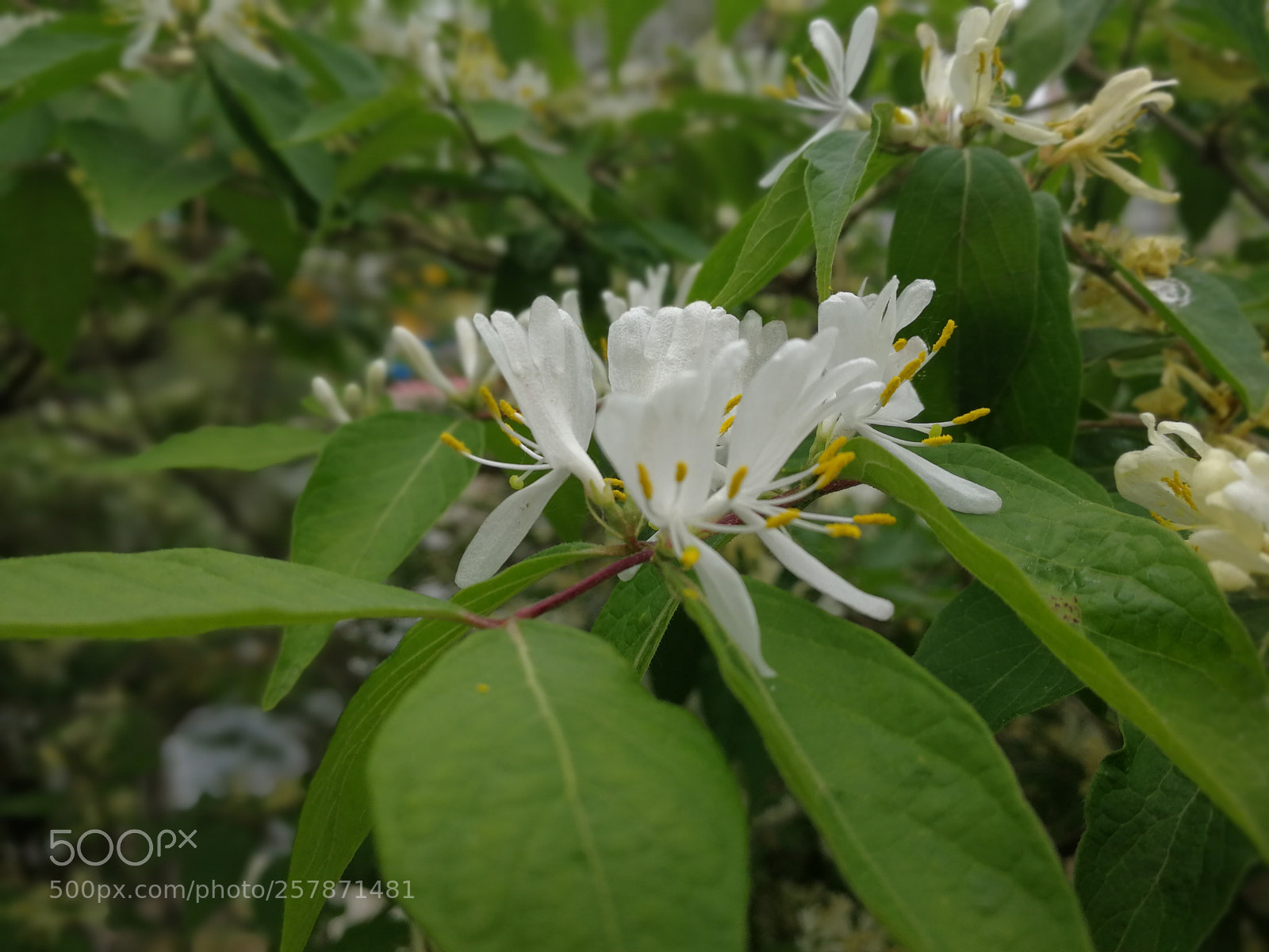 HUAWEI Mate 9 sample photo. 花朵? photography