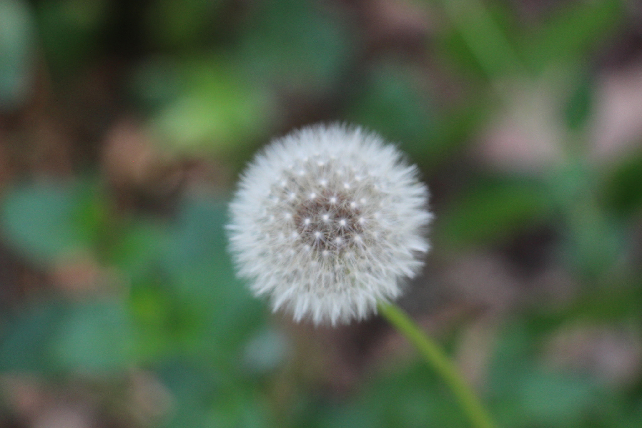 Canon EOS 700D (EOS Rebel T5i / EOS Kiss X7i) + Canon EF-S 18-135mm F3.5-5.6 IS STM sample photo. Make a wish photography