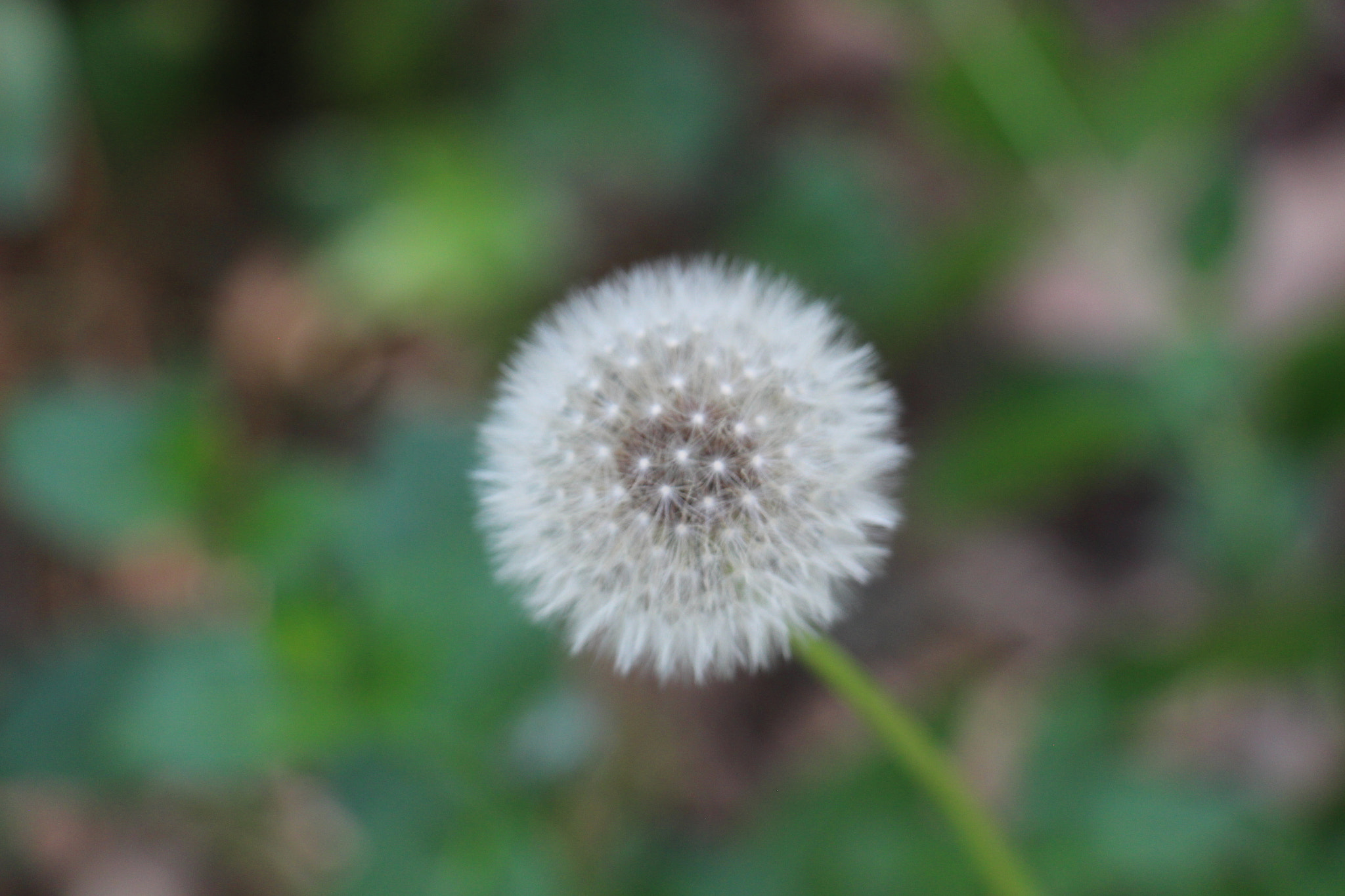 Canon EOS 700D (EOS Rebel T5i / EOS Kiss X7i) sample photo. Make a wish photography