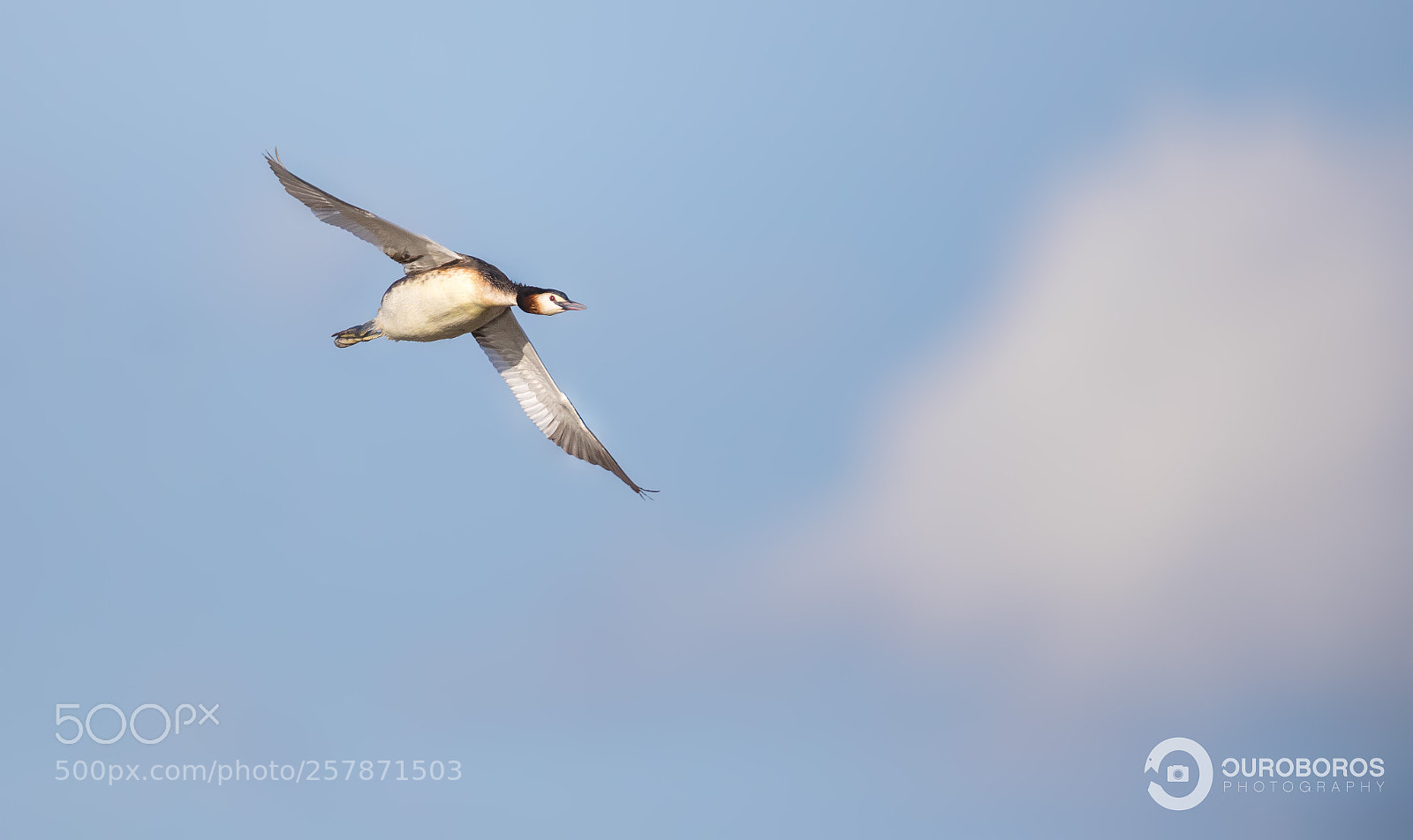 Canon EOS 5D Mark IV sample photo. Great crested grebe podiceps photography