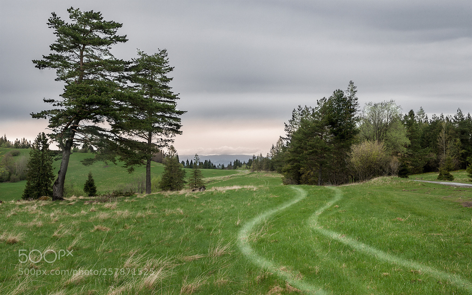 Nikon D3 sample photo. Green ambient photography