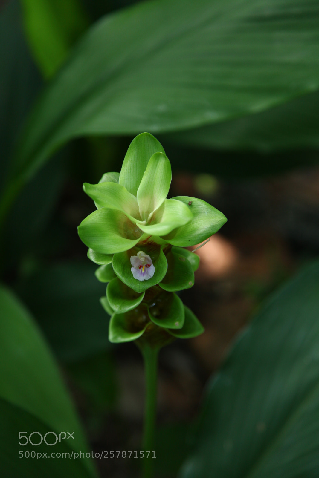 Canon EF 24-105mm F4L IS USM sample photo. Green curcuma photography