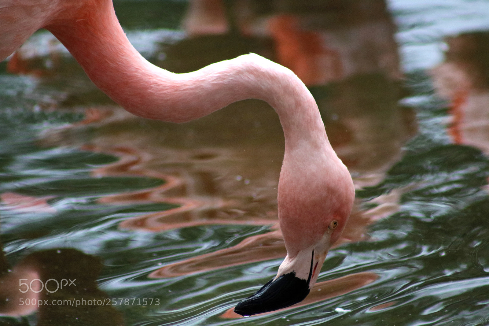Canon EOS 750D (EOS Rebel T6i / EOS Kiss X8i) sample photo. Flamingo 4263 photography