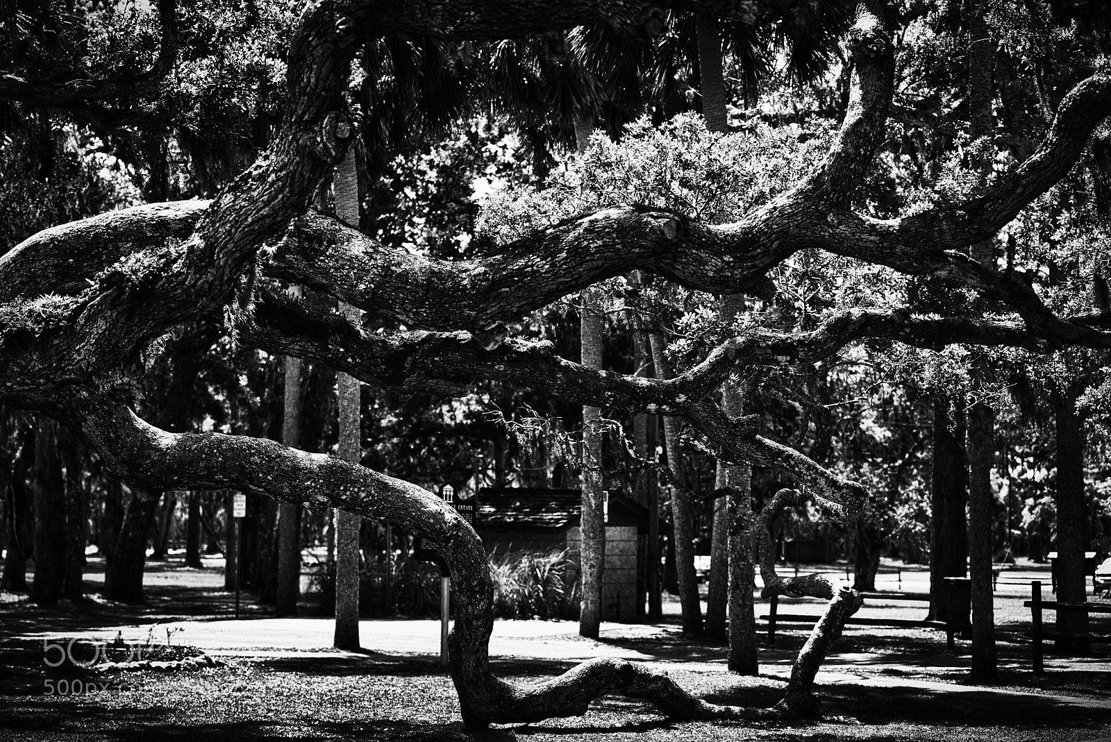 Nikon D810 sample photo. Trees photography