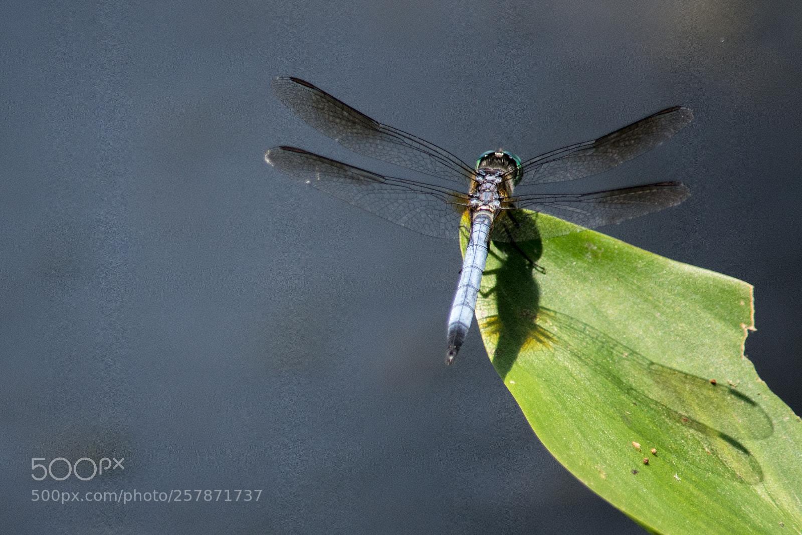 Nikon D7100 sample photo. At the pond photography