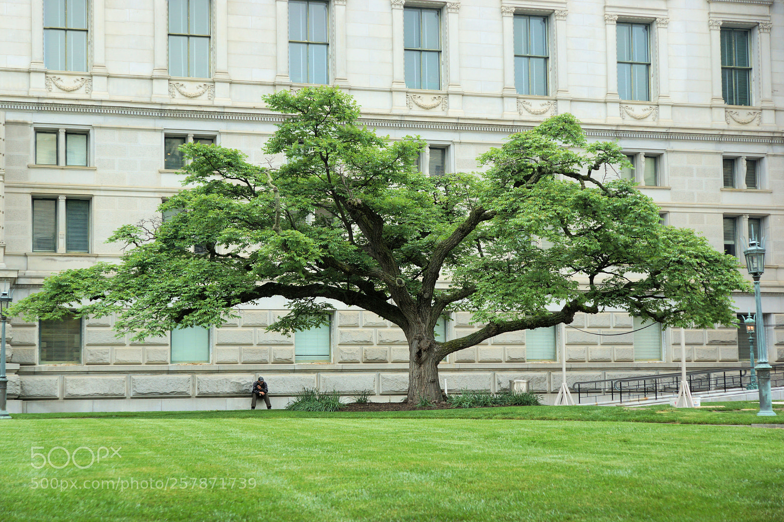 Sony SLT-A77 sample photo. Tree behind library of photography