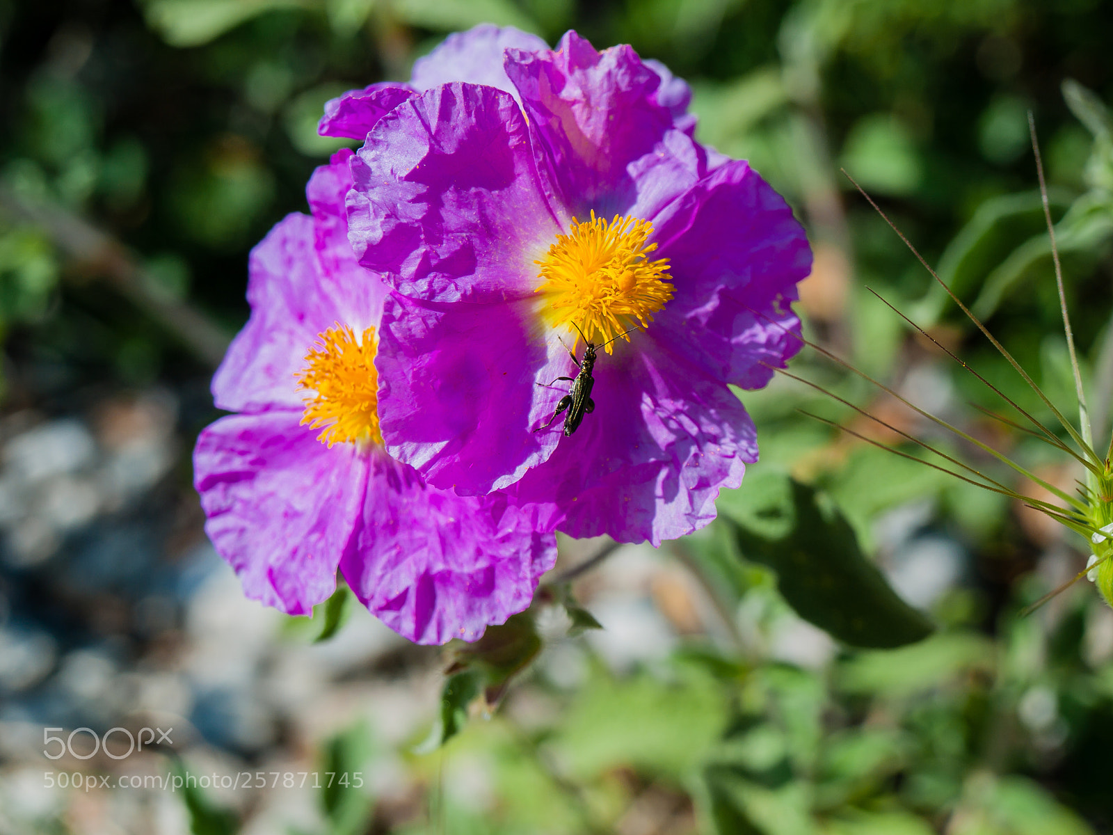 Olympus E-510 (EVOLT E-510) sample photo. Flower photography