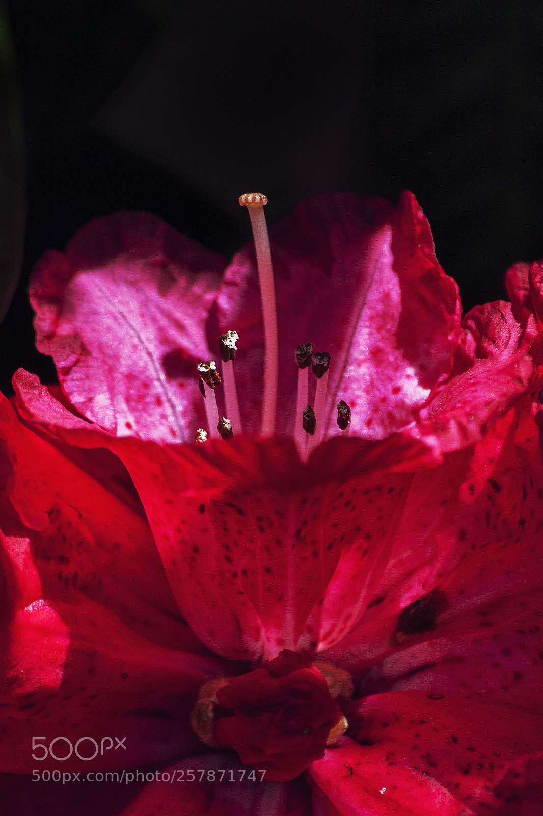 Canon EOS 50D sample photo. Untitled photography
