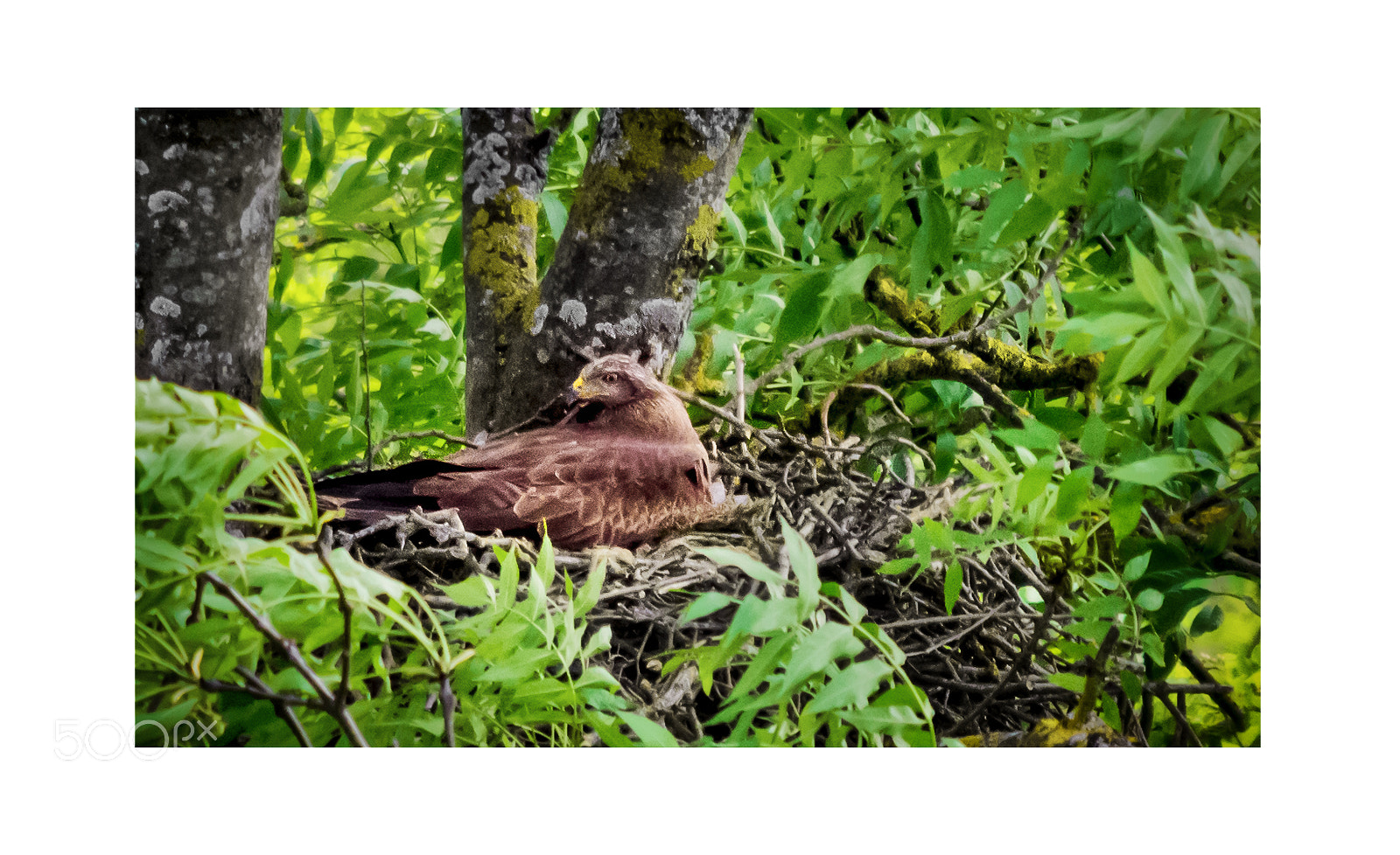 Nikon D7200 sample photo. Black kite nesting 2 photography