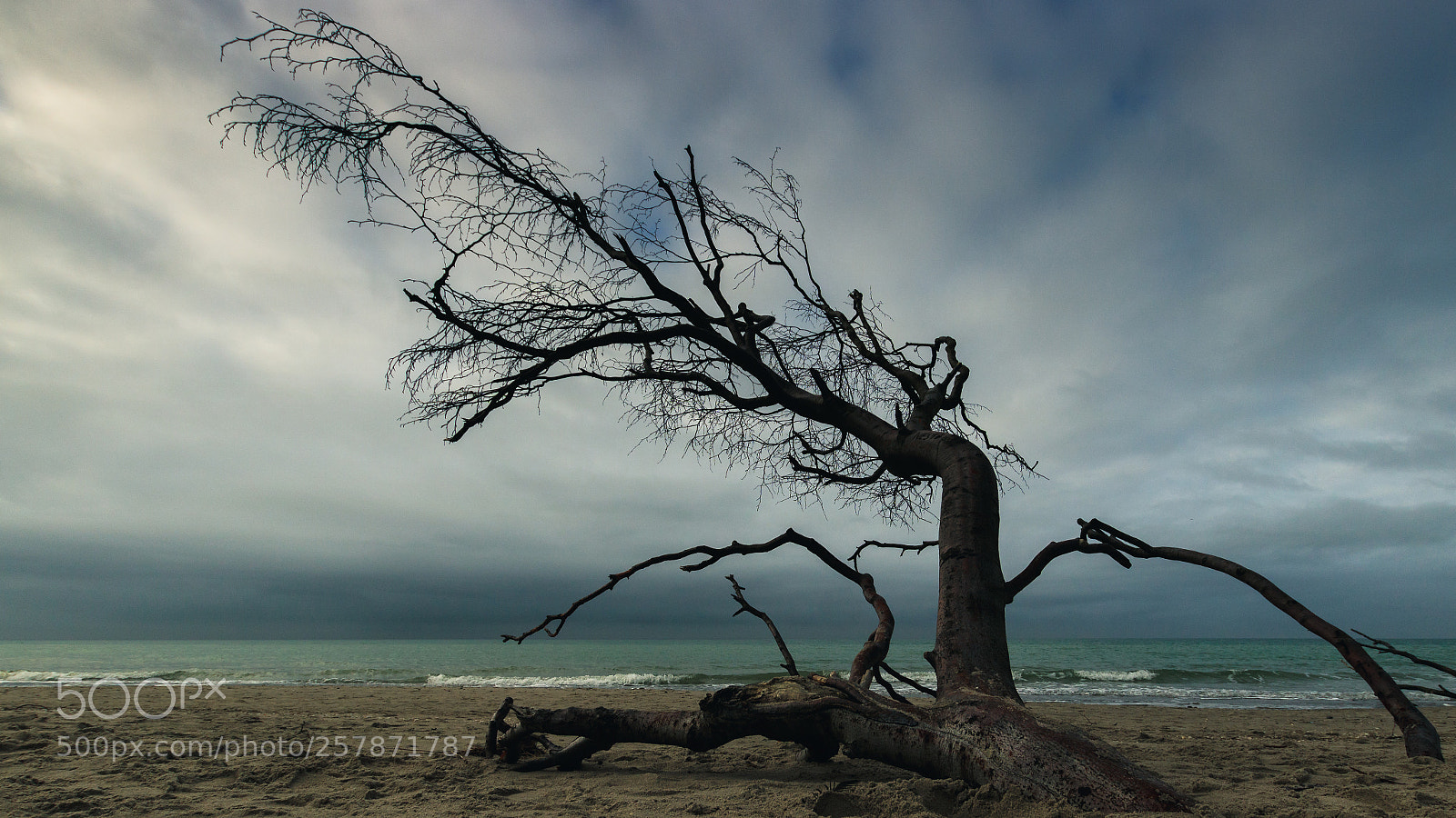 Canon EOS 750D (EOS Rebel T6i / EOS Kiss X8i) sample photo. Lonely tree photography