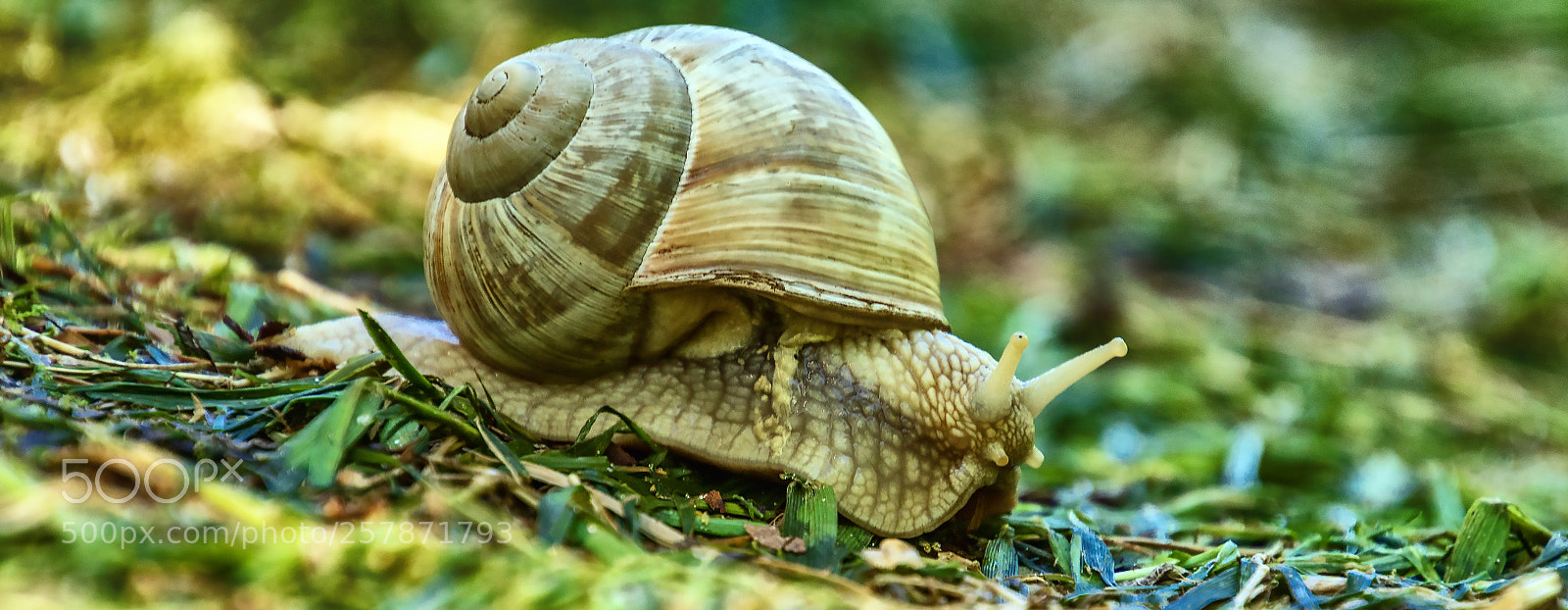 Sony ILCA-77M2 sample photo. Roman snail, burgundy snail photography