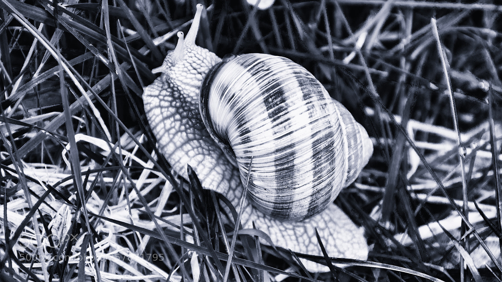 Sony ILCA-77M2 sample photo. Helix pomatia (b&w) photography