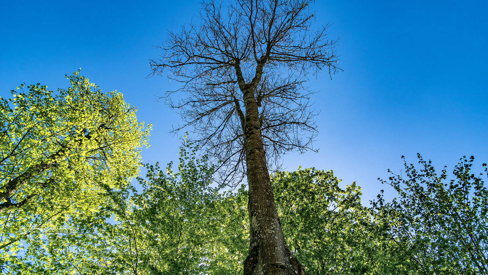 Sony ILCA-77M2 sample photo. Mønsted trees photography
