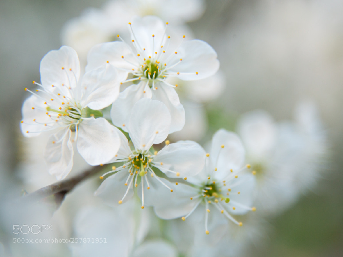 Canon EOS 6D sample photo. White blossom photography