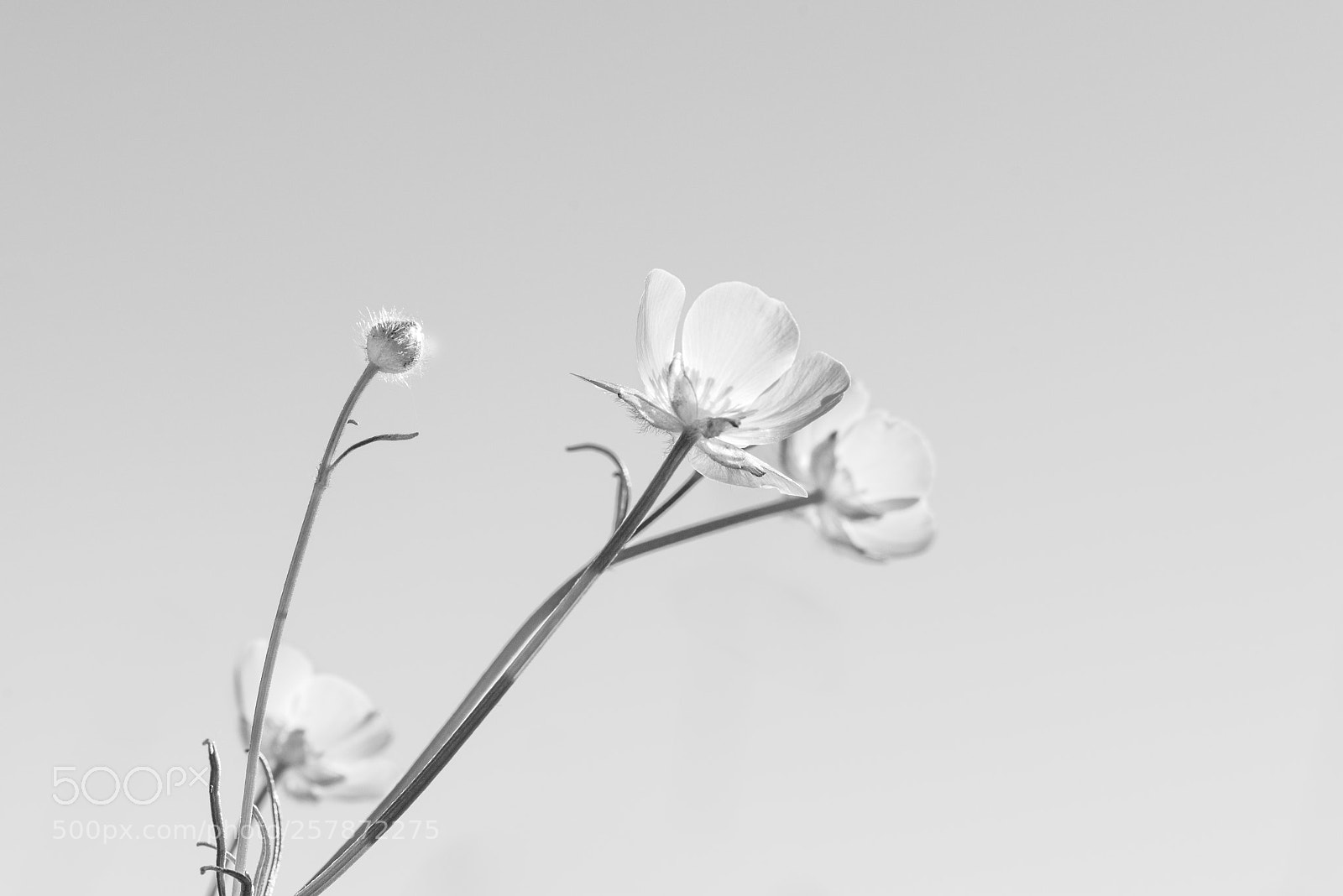 Nikon D810 sample photo. Untitled photography